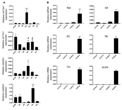 Region- and Cell-Specific Expression of Transmembrane Collagens in Mouse Brain